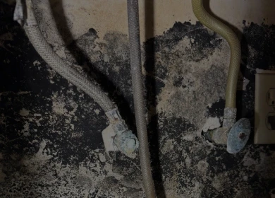 Mold Remediation