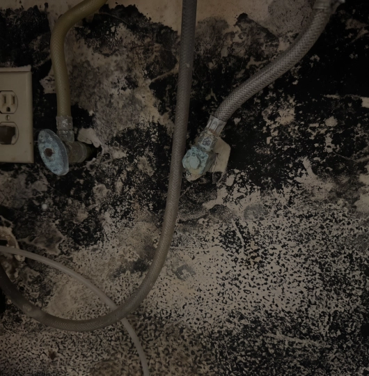 Mold Remediation