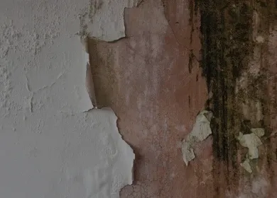 Signs of mold
