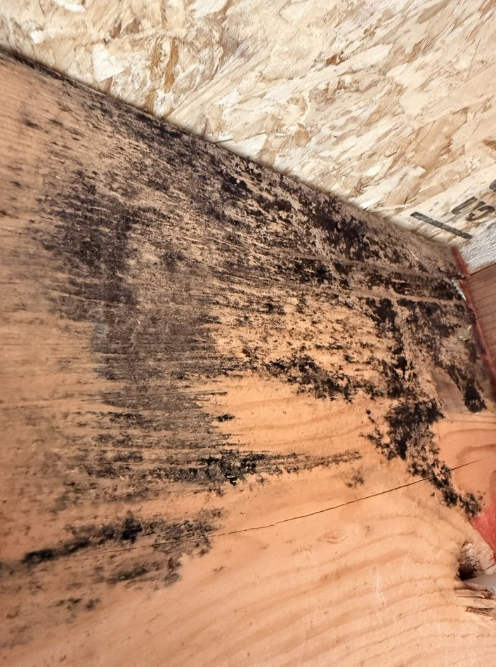 hidden Leak & Mold Remediation – Kitchen Water Damage Project - фото - 4
