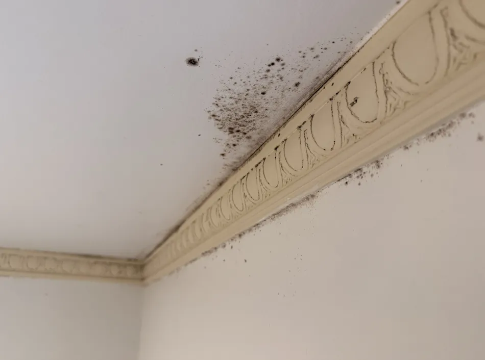 mold Remediation and Bathroom Restoration in Oakland CA - фото - 9