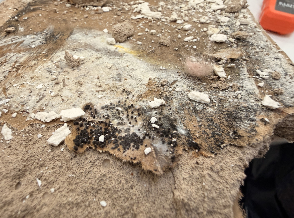 bathroom Mold Remediation, Water Damage Drying & Drywall Reconstruction - фото - 2